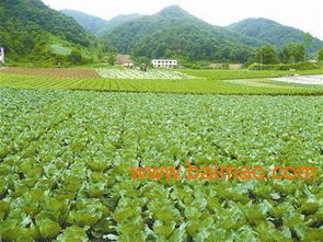 新鲜蔬菜批发 值得信赖的厂家直销，价格齐全，品质保障