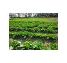 都市绿洲 上海老李农产品专业合作社打造一站式农业生态体验